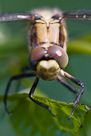 Orthetrum cancellatum